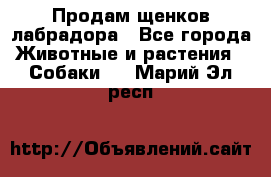 Продам щенков лабрадора - Все города Животные и растения » Собаки   . Марий Эл респ.